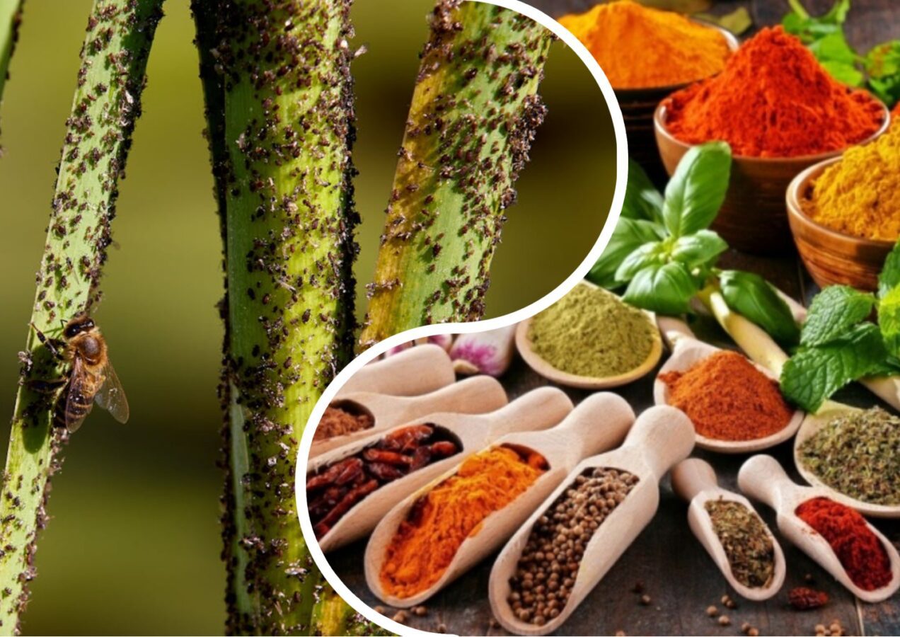 Садівники розповіли, які спеції не переносять шкідники