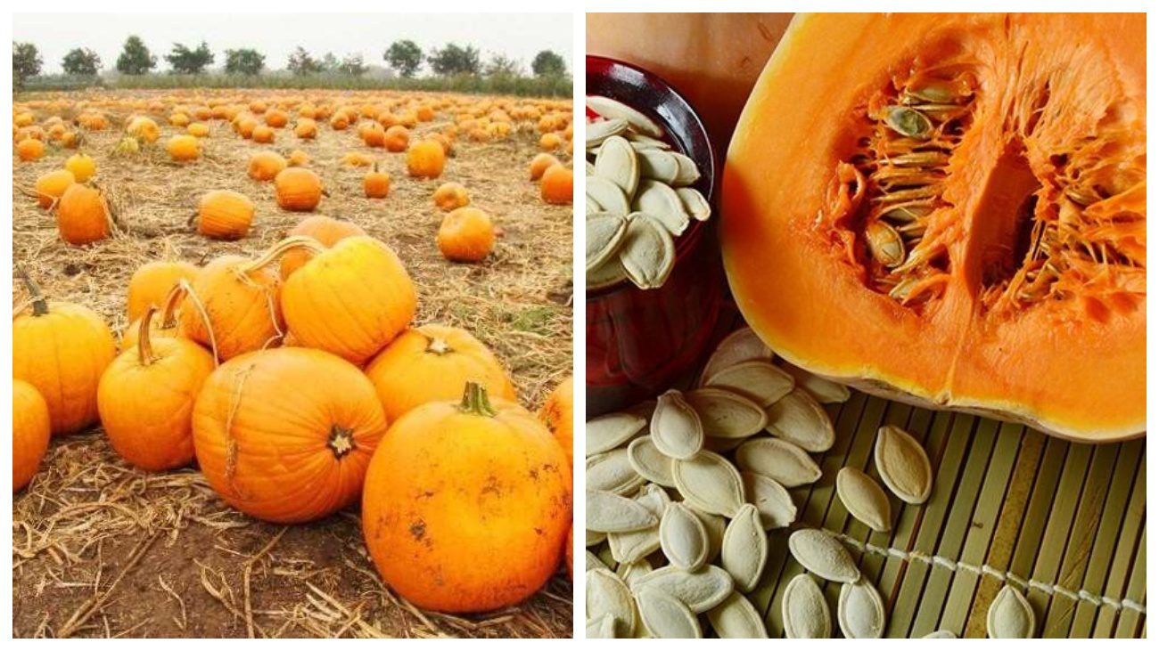 Городники навчили, як правильно збирати та зберігати гарбузове насіння