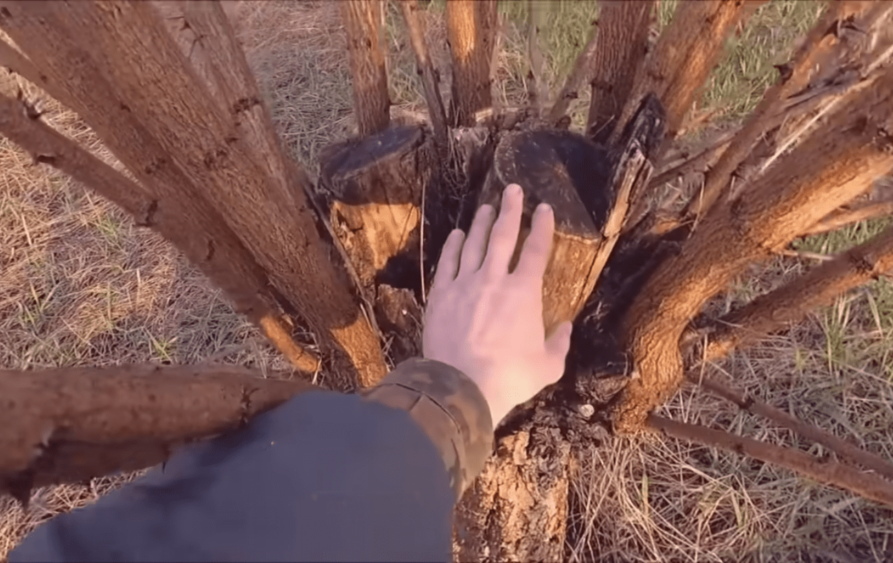 Садівники розповіли, як прибрати небажану поросль в саду