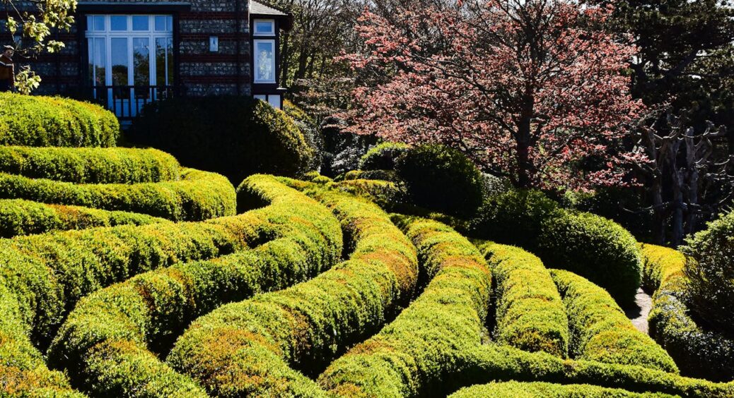 Сусіди купують самшит, а я розмножую його майже безплатно: 95% укорінюється без використання стимуляторів 