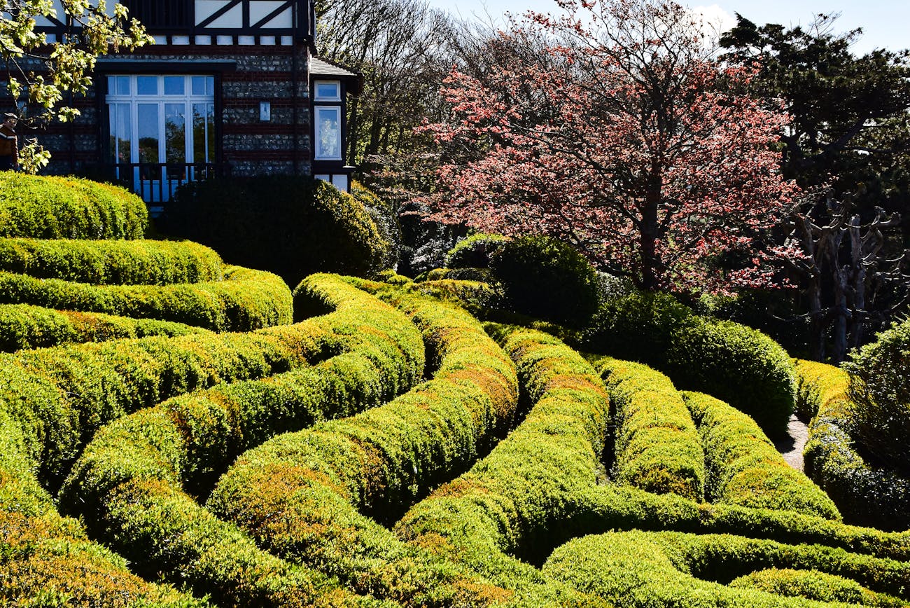 Садівники розповіли, як правильно розмножити самшит