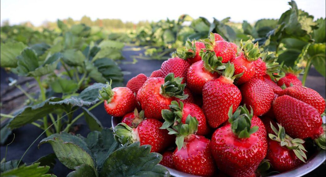 Саджаю полуницю восени – і влітку насолоджуюся щедрим урожаєм соковитих ягід – точна схема посадки 