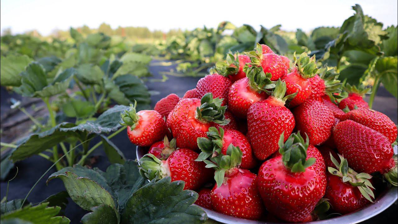 Городники пояснили, чим підживити полуницю восени для рясного весняного врожаю
