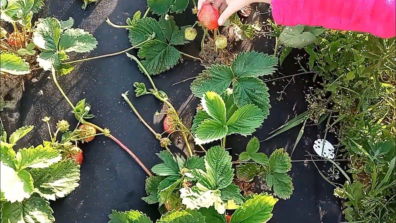 Садівники розповіли, як правильно посадити полуницю восени