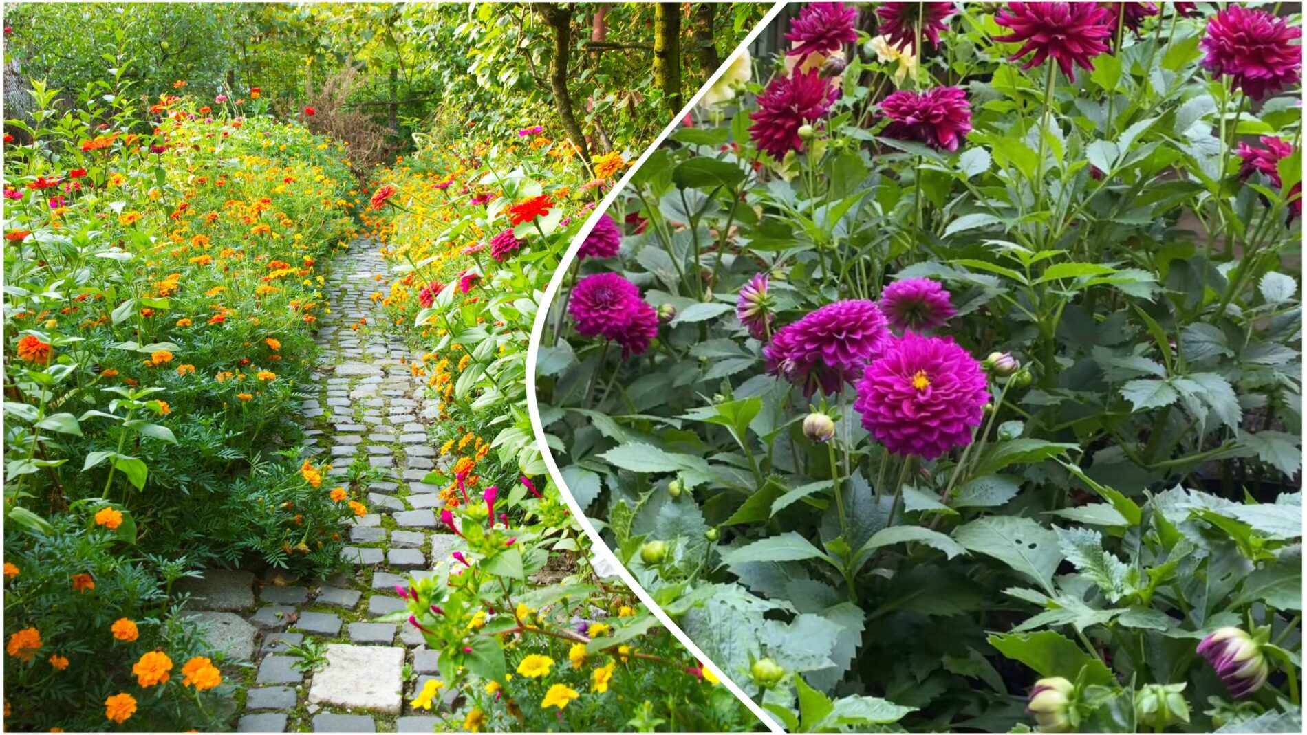 Квітникарі розповіли, яка невибаглива рослина чудово прикрасить сад восени