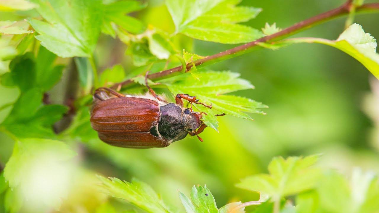 Садівники розповіли, як надійно захистити дачну ділянку від хрущів