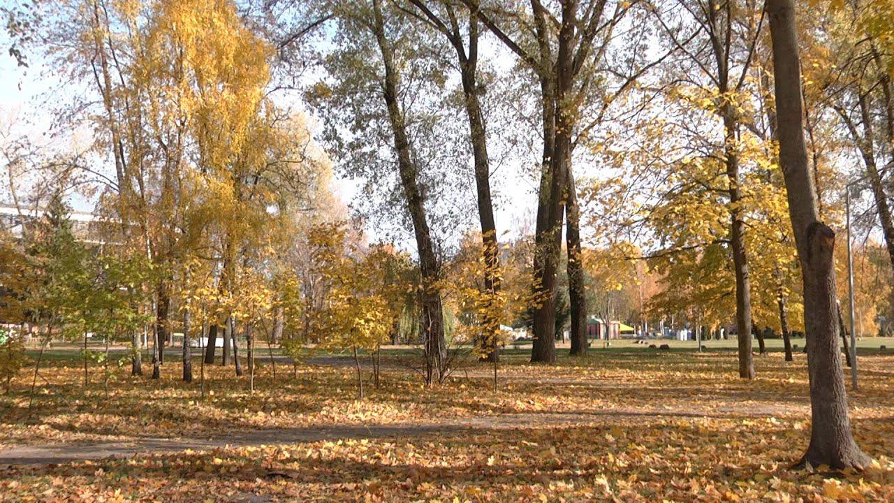 Городники розповіли, як із опалого листя зробити якісне добриво
