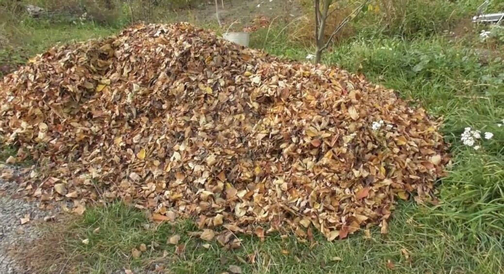 Збираю листя в мішки – і додаю лише 1 склянку цього “чудо-прискорювача”: отримую суперкомпост. Трюк 10 з 10 
