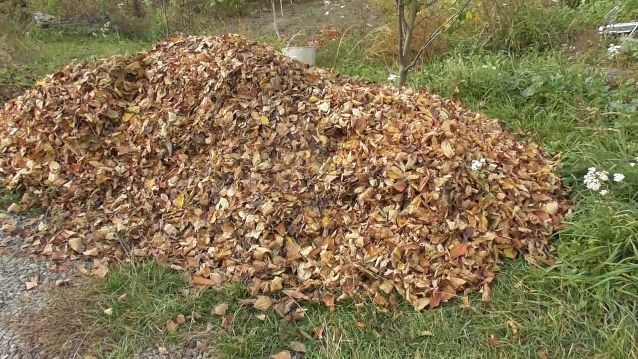 Городники розповіли, як із опалого листя зробити якісне добриво