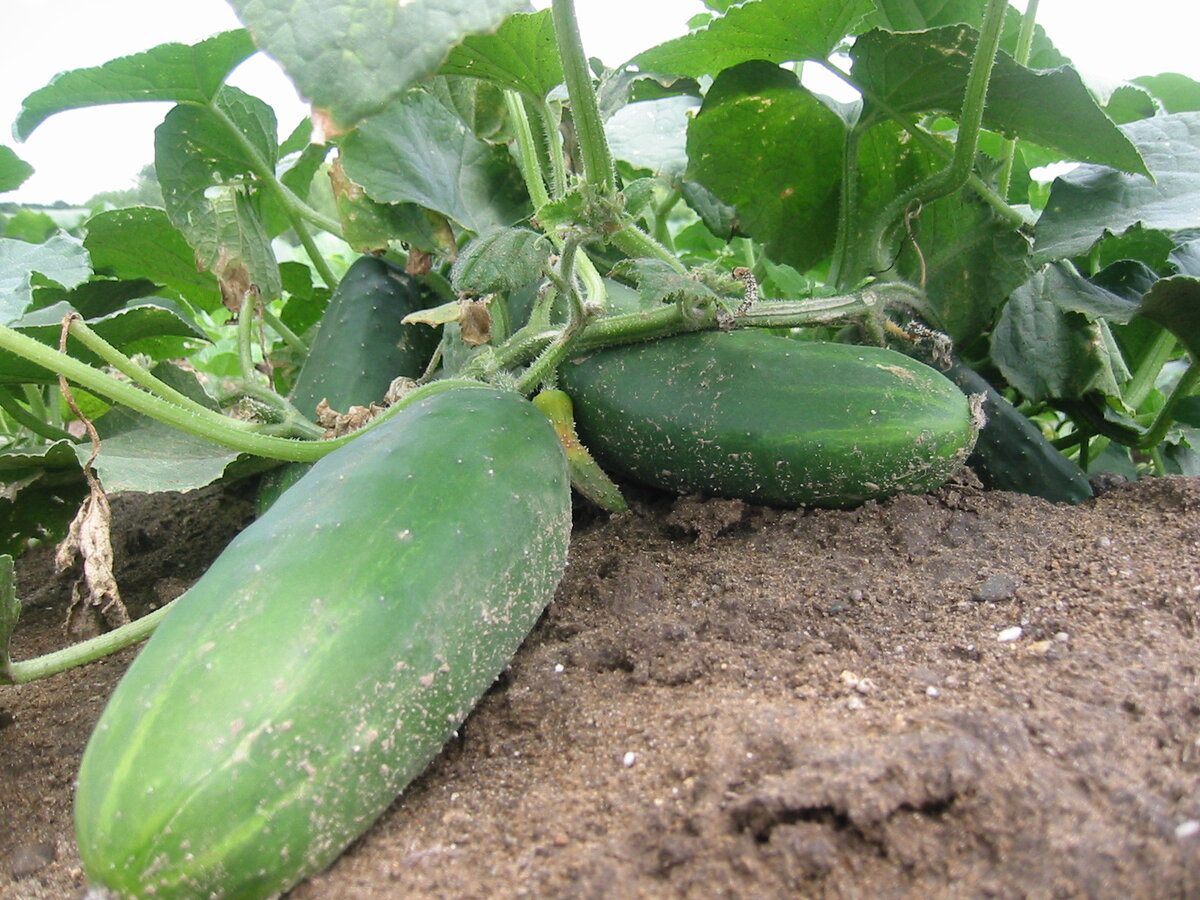 Городники назвали найкращий сорт огірків для вирощування на власній ділянці – врожайний і соковитий