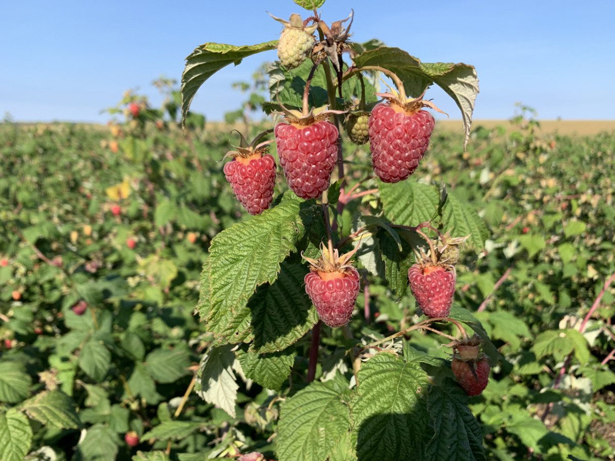 Експерти розповіли, яке добриво для малини допоможе покращити її урожайність – порада