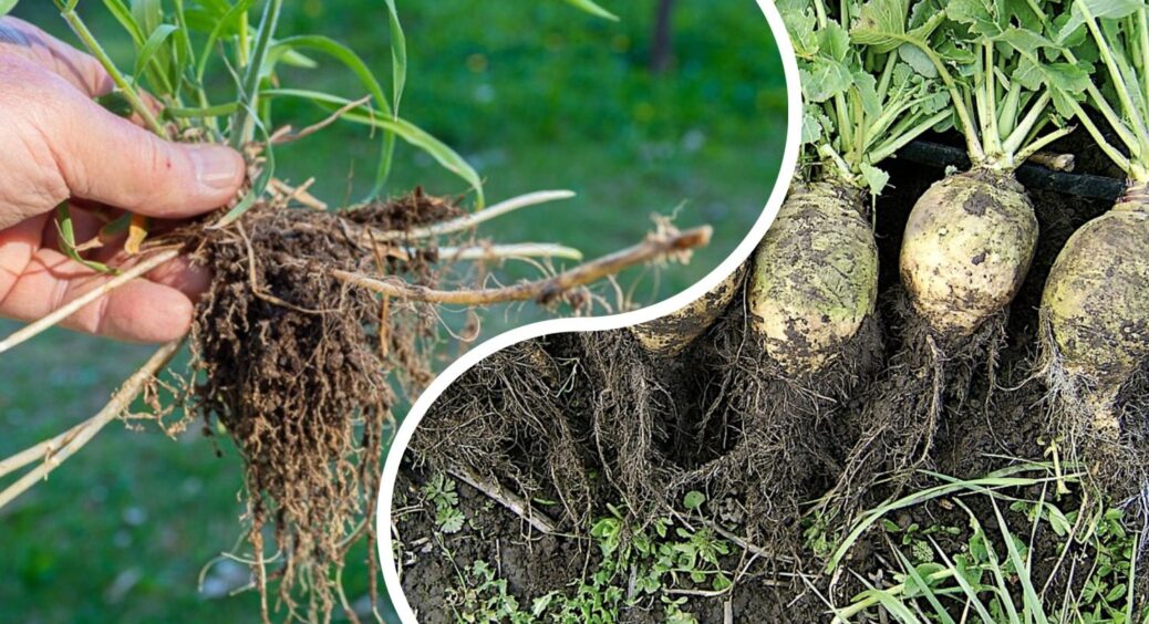 Як я не боролася з пирієм — все дарма, аж поки не згадала про ріпу: тепер і город чистий, і худоба сита 