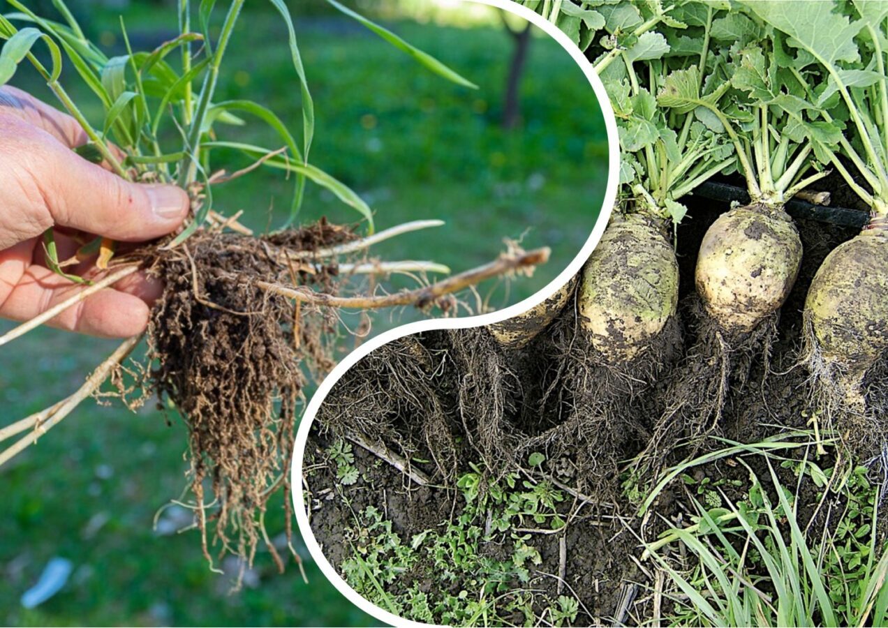 Городники розповіли, як викорінити пирій за допомогою ріпи