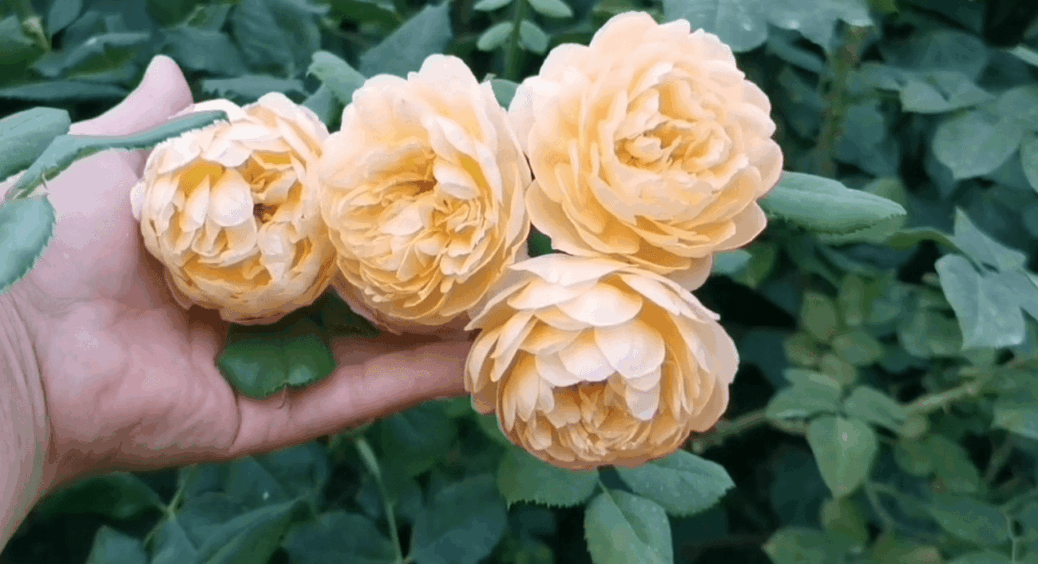 Троянди тепер висаджую у жовтні, бо на елітні саджанці суттєві знижки: розкішно, а, головне, вигідно 