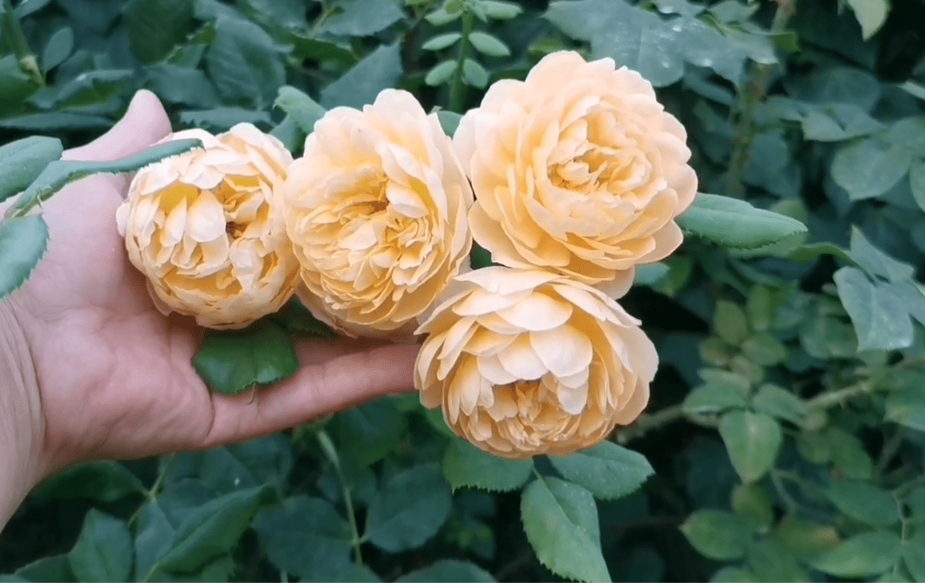 Квітникарі розповіли, чому вигідно висаджувати троянди у жовтні