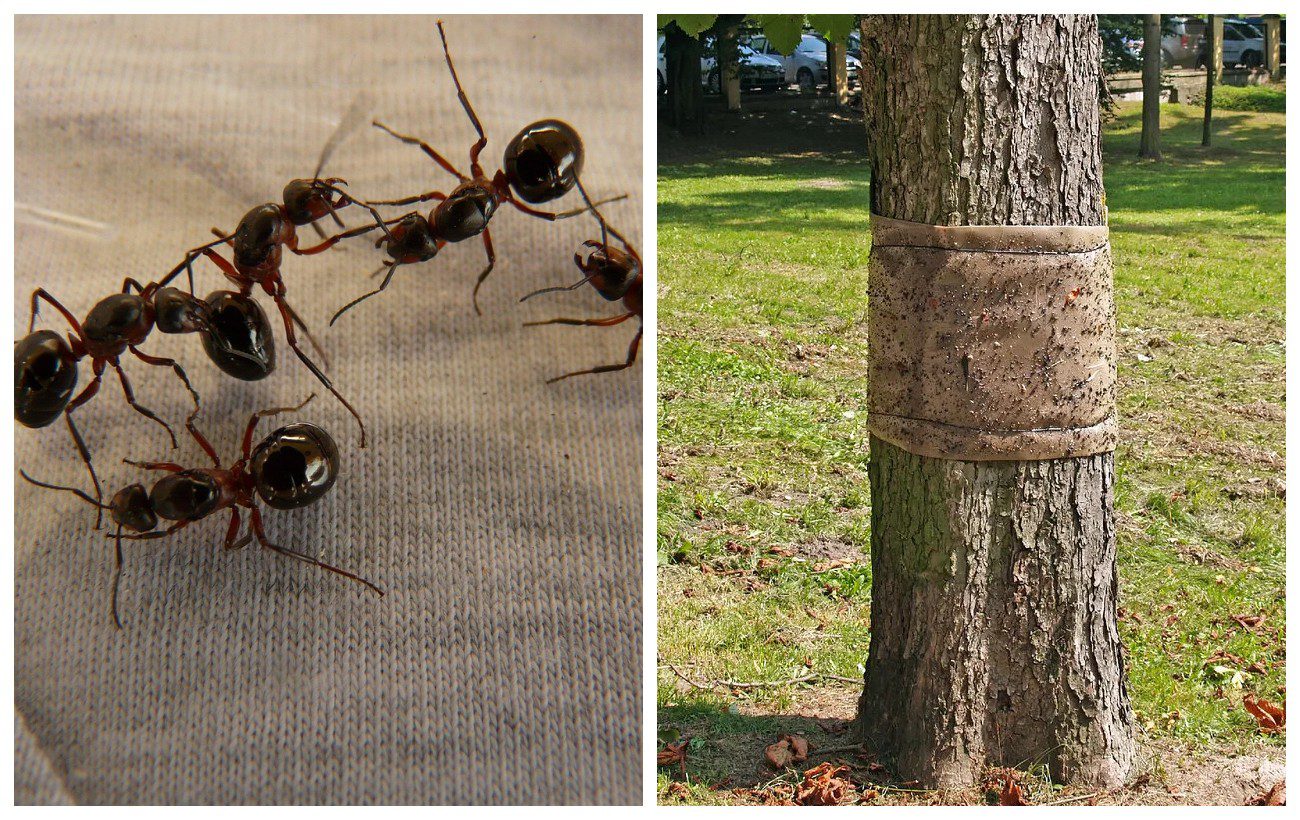 Як позбутись від мурах на ділянці