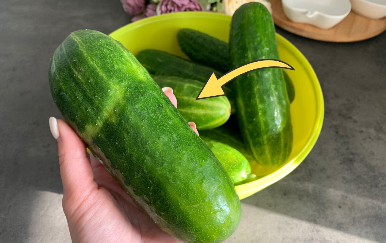 Який сорт огірків дає найкращий урожай