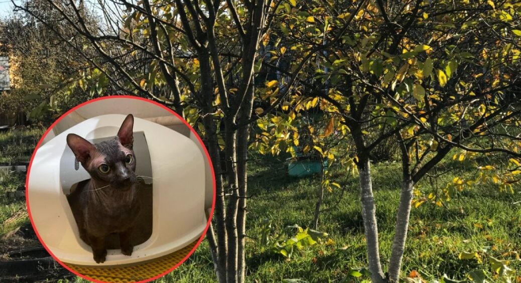 Моя кішка стала рятівницею саду! 1 лайфхак “від кота”, аби гризуни не докучали деревам на вашій ділянці 