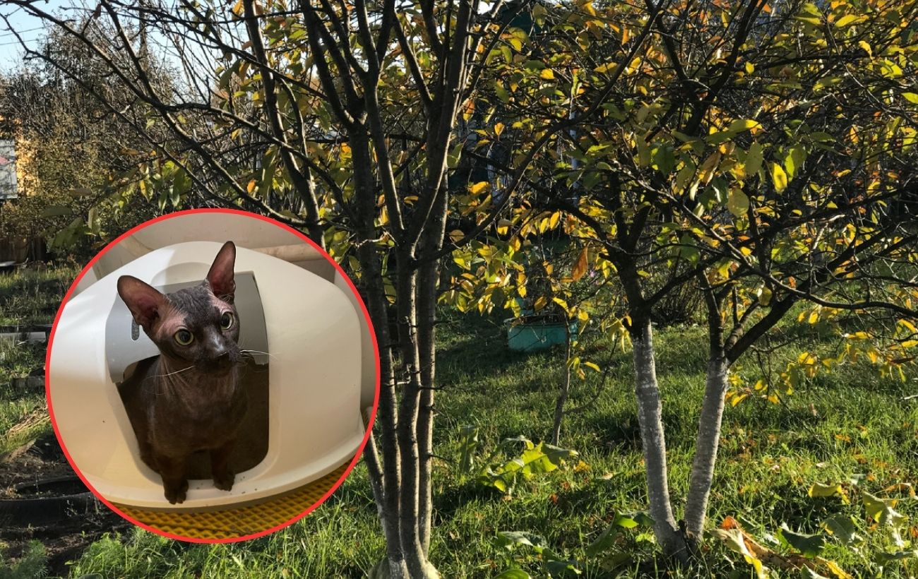 Як захистити сад від шкідників восени та взимку