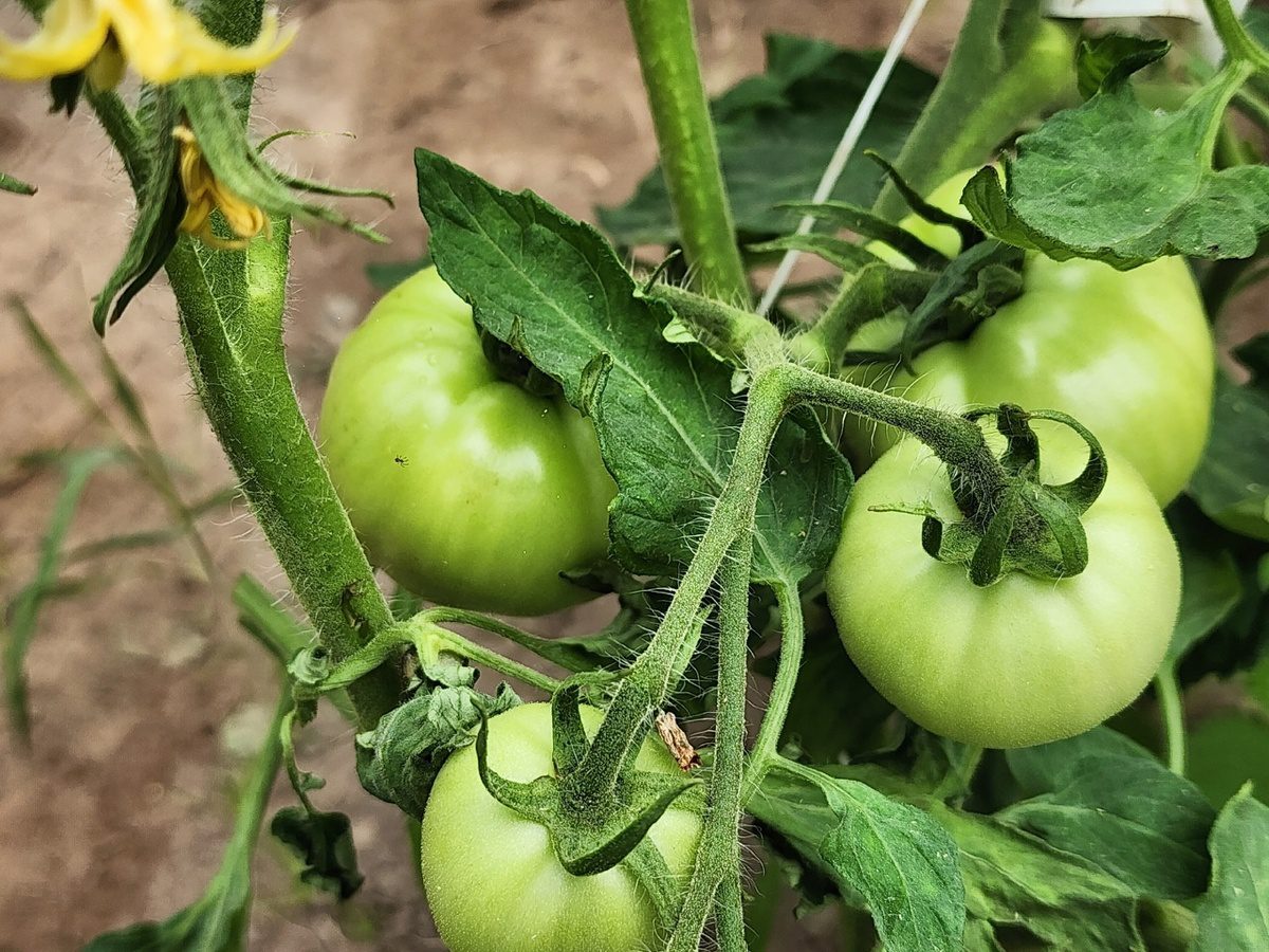 Експерти розповіли, як правильно обрати насіння томатів для високої врожайності та смаку