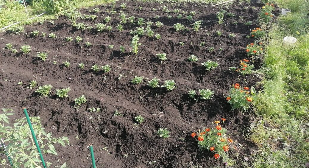 Городникам приготуватися: потепління робить “перестановку” хвороб – фітофтора пішла, а альтернаріоз наступає 