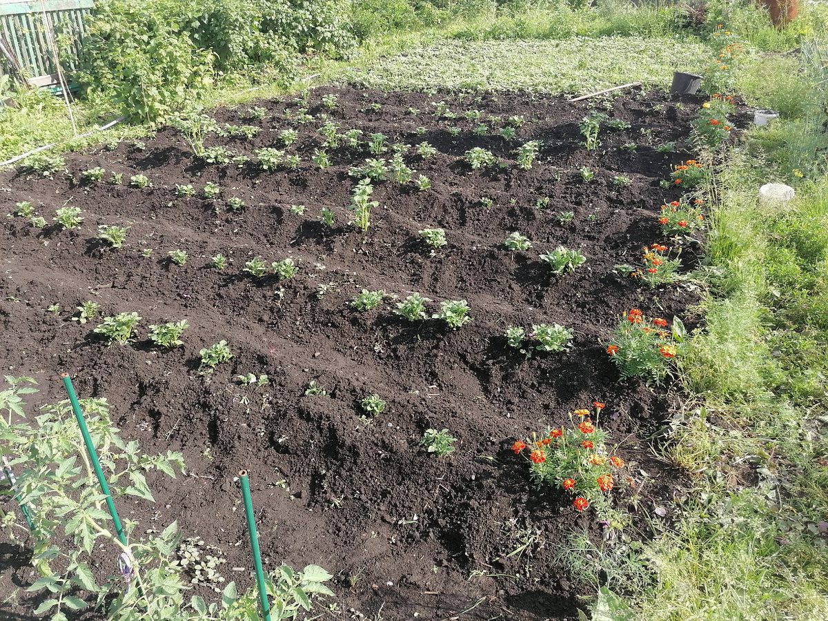 Городники попереджають про загрозу альтернаріозу для культур