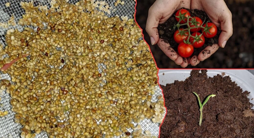 Обираю якісне насіння томатів у вересні за цим 1 способом від куми: вона розповіла про “точку” й “рисочку” 