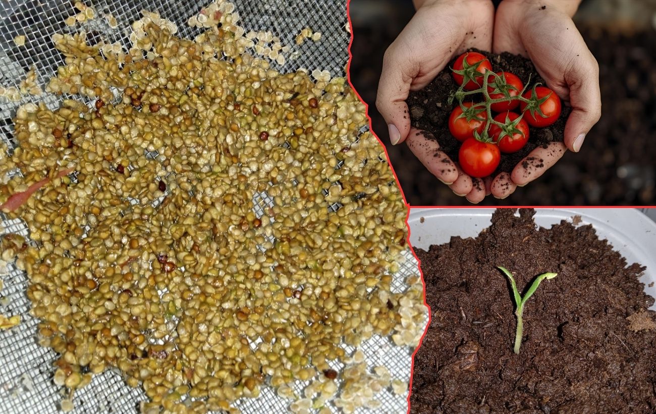 З яких помідорів збирати насіння для посіву