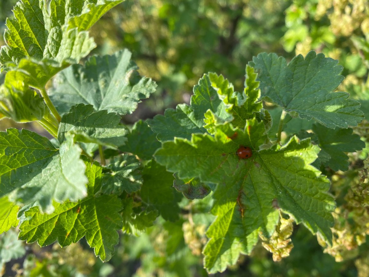 Експерти розповіли, чим найкраще обробити смородину від попелиці в осінній період – поради