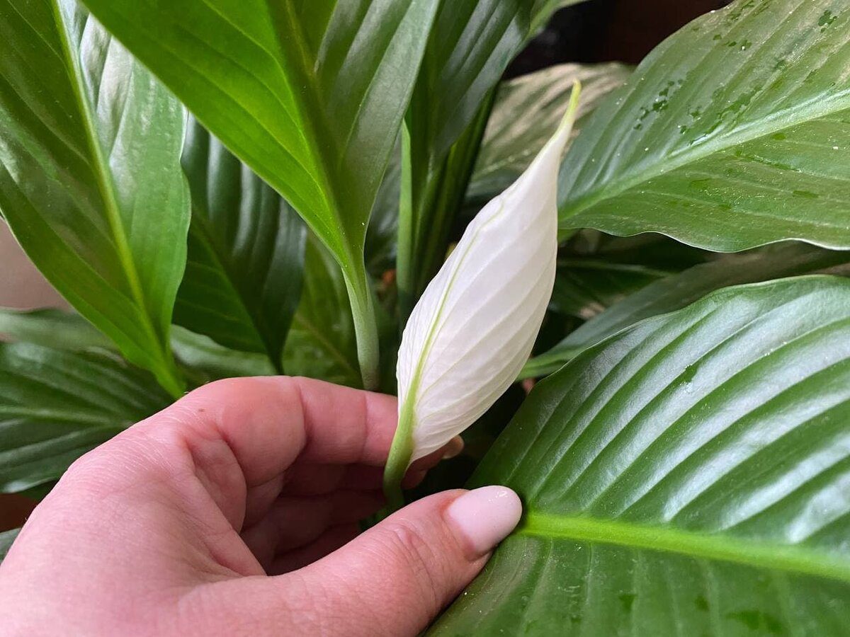 Експерти розповіли, яка процедура допоможе покращити цвітіння та розвиток спатифілума