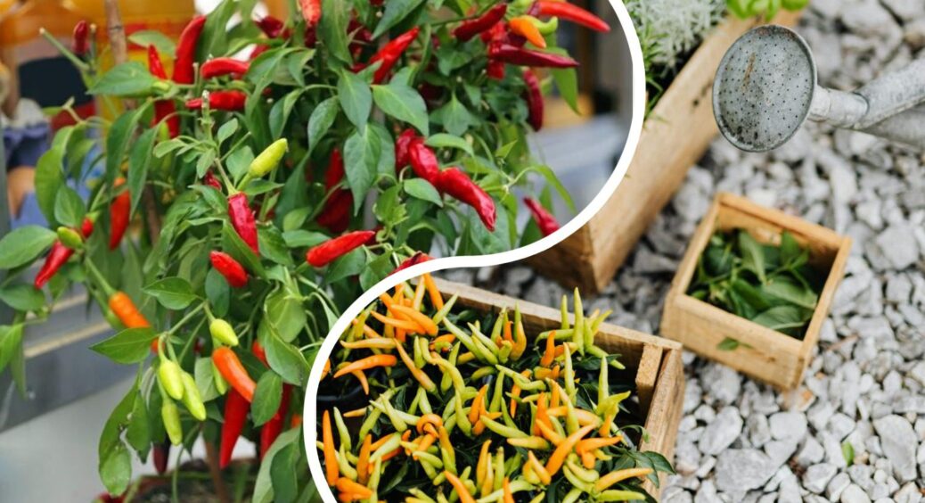 Мій перець чилі росте на підвіконні. Сусіди просять стручків, а я ділюсь ціннішим: 5 правил вирощування 