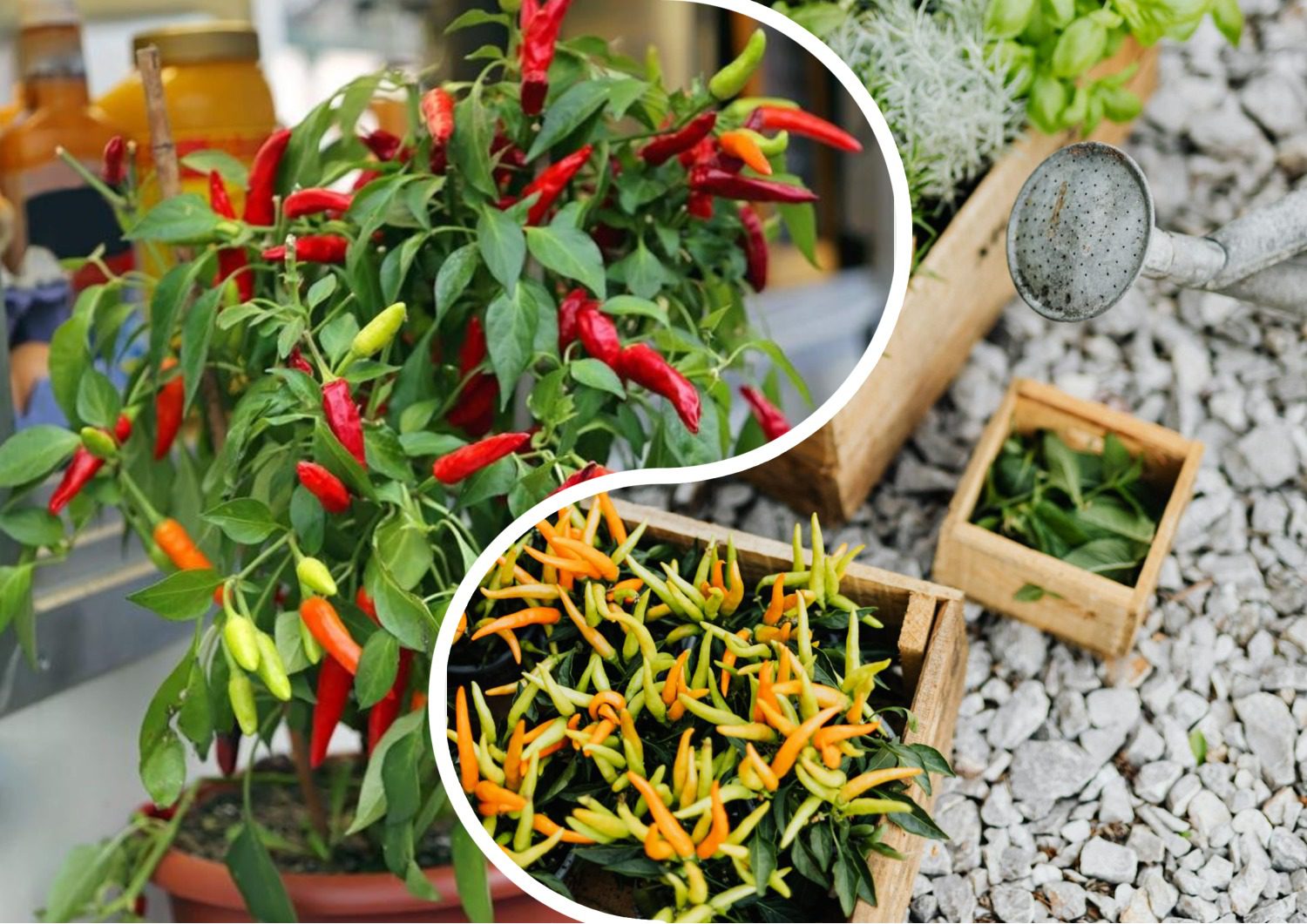 Городники розповіли, як виростити перець чилі у горщику