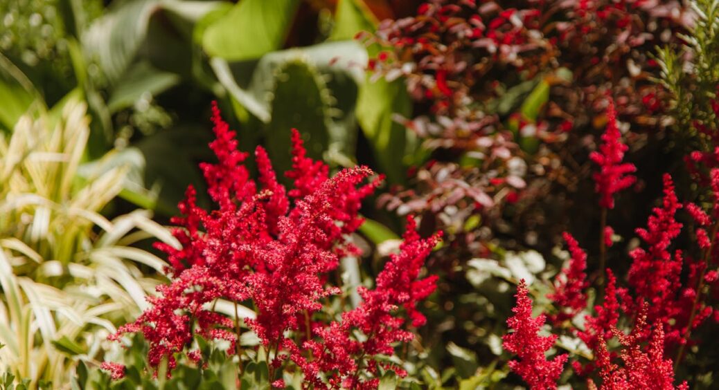 Я покохала невибагливу астильбу ще більше, коли зрозуміла її таємниці: 2 умови догляду краще не ігнорувати 