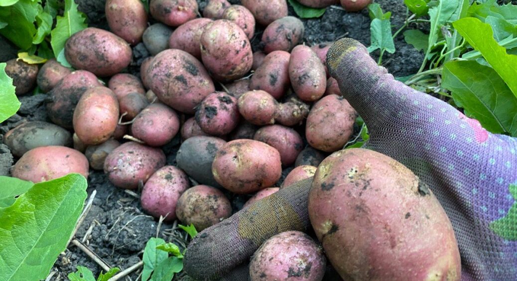 Спека під 40, а врожай є: сорти картоплі, що витримують сонце й дають відро бульб з одного куща 