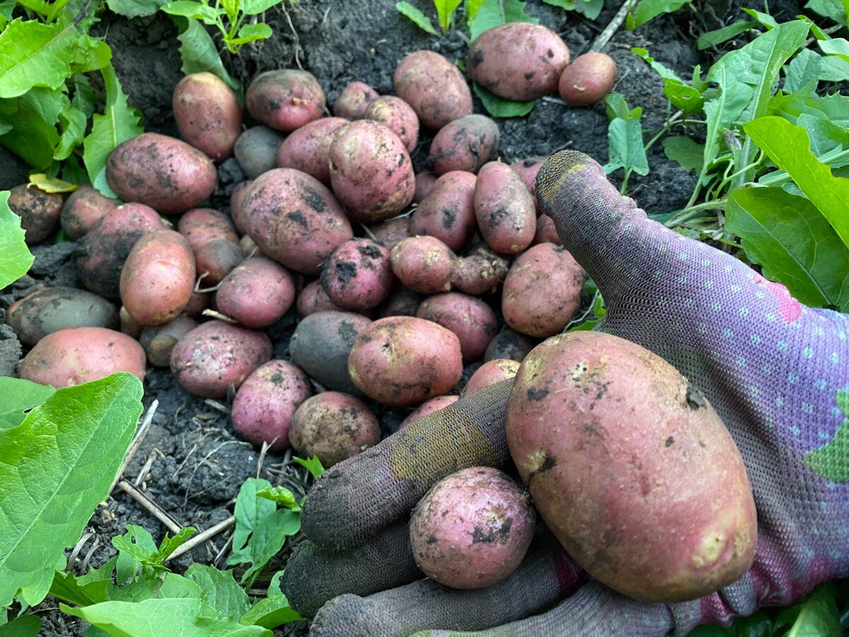Городники розповіли, які дії в рази збільшують врожайність картоплі 