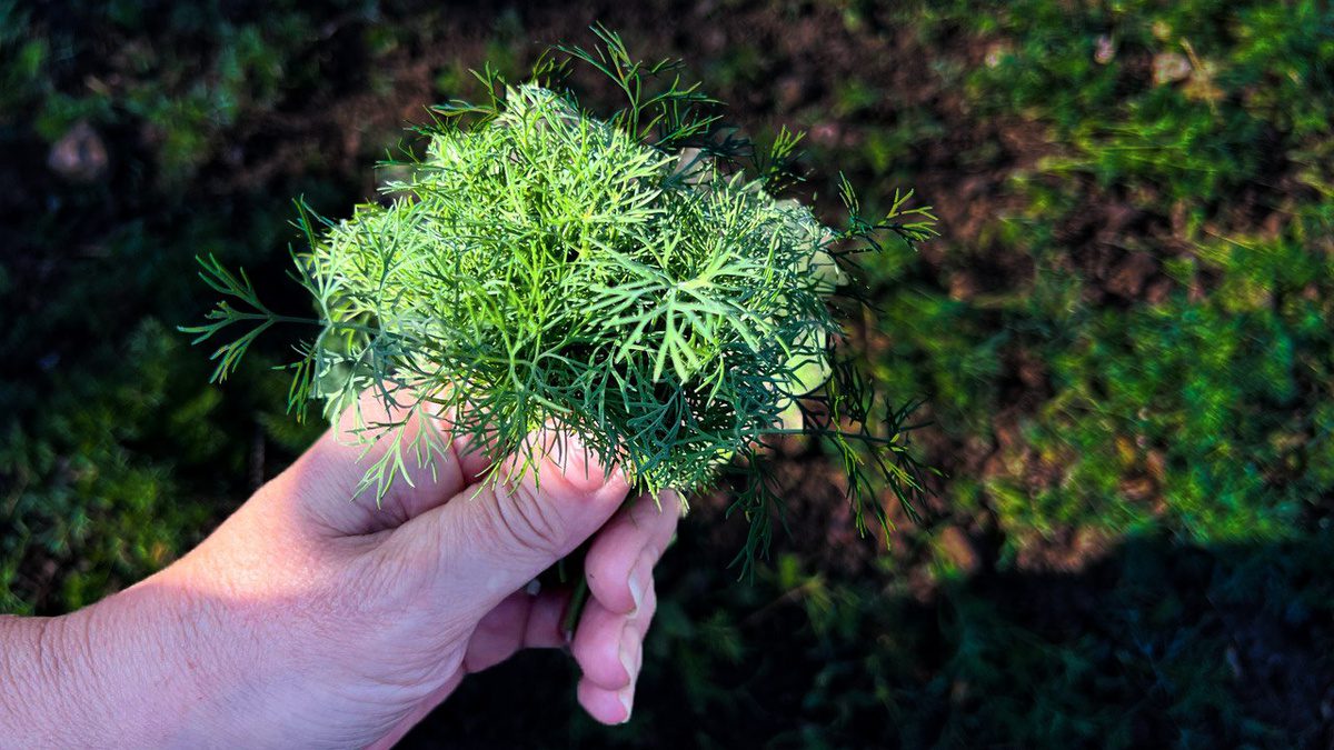 Городники порадили правильні способи посадки кропу на зелень для кращого та соковитішого врожаю