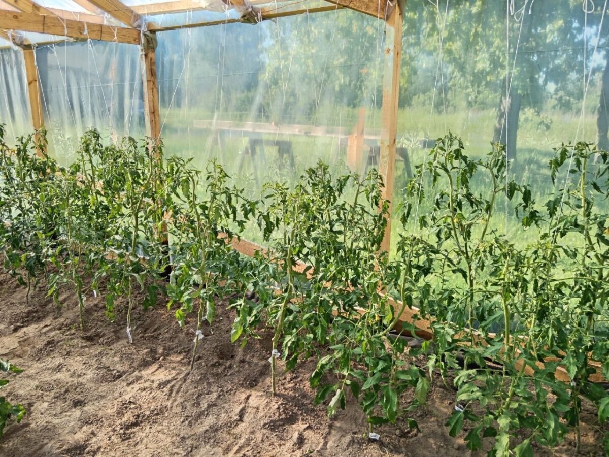 Експерти розповіли, чим краще обробити помідори від фітофтори для довшого плодоношення