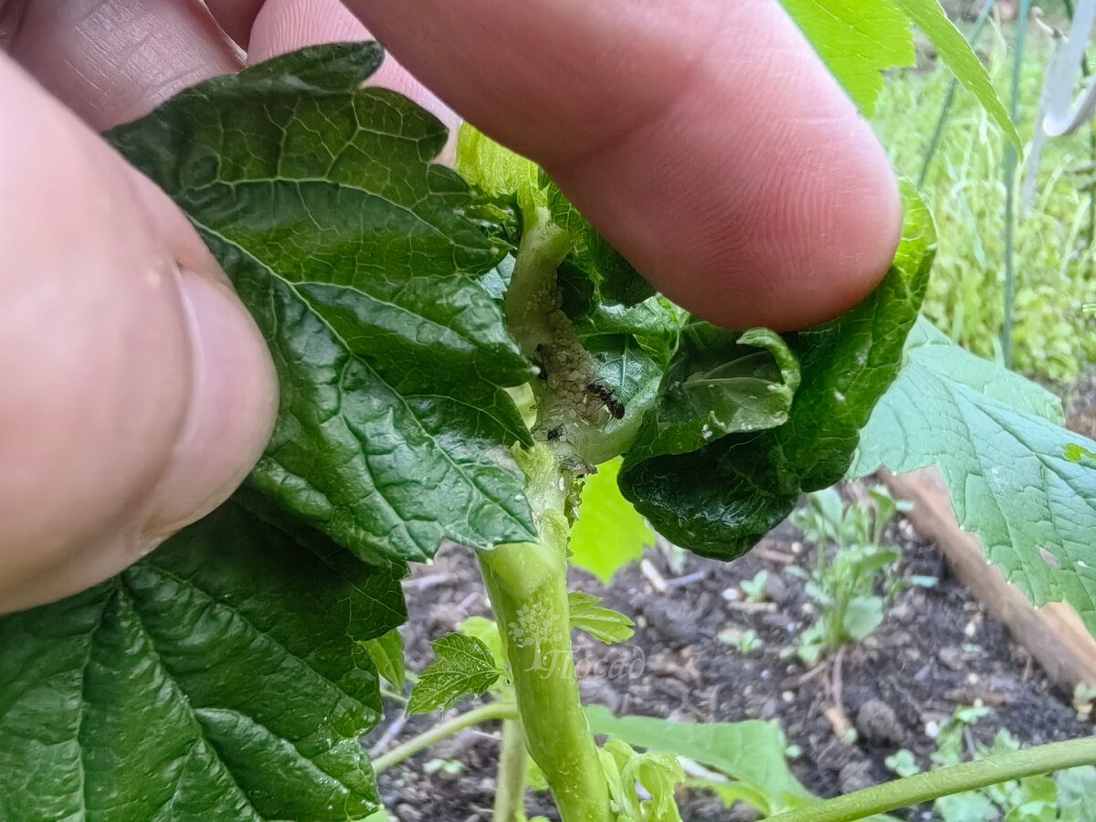 Експерти розповіли, чим найкраще обробити смородину від попелиці в осінній період – поради