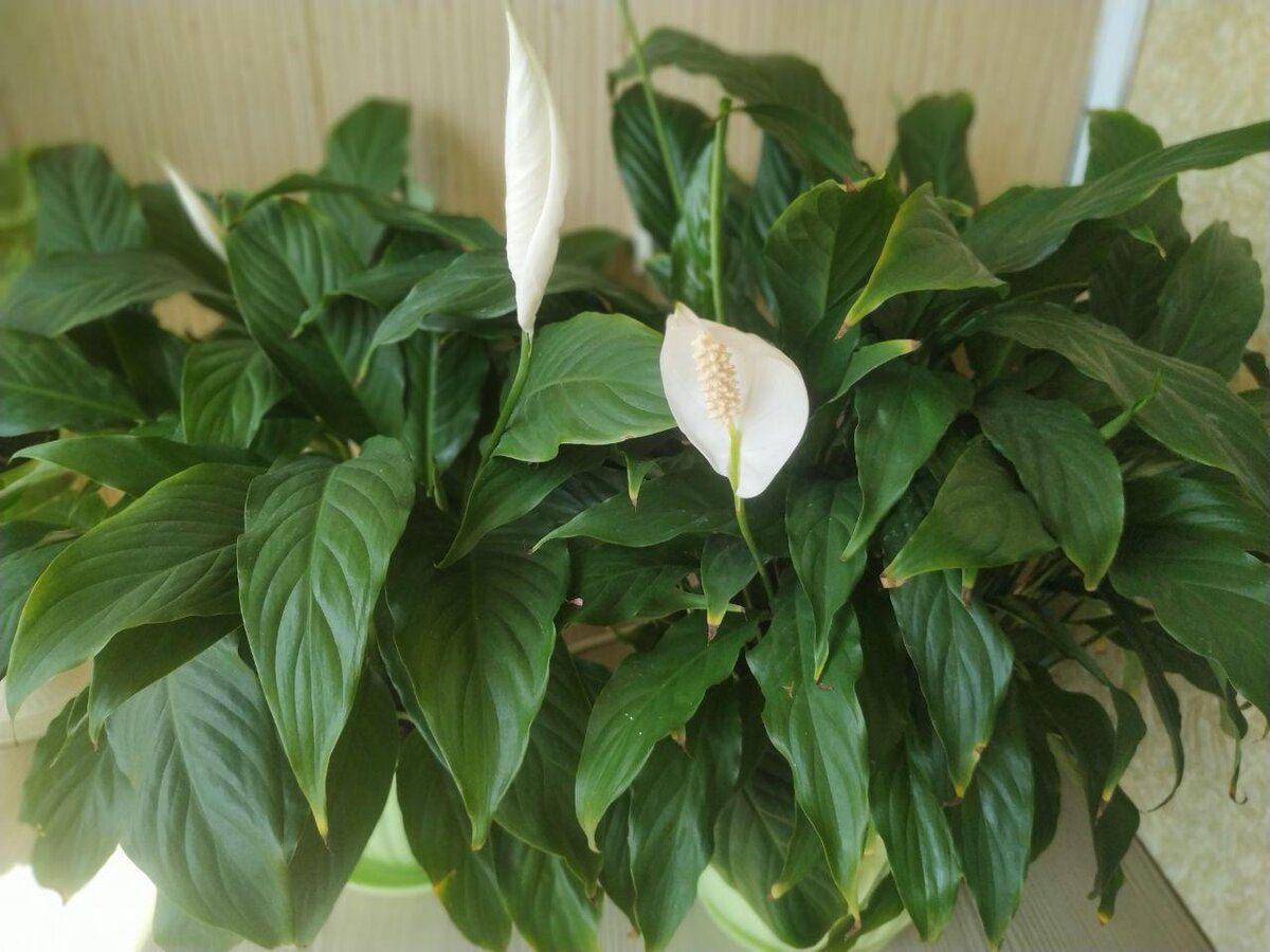 Експерти розповіли, яка процедура допоможе покращити цвітіння та розвиток спатифілума