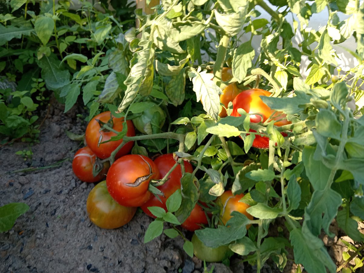 Городники показали, як правильно підживлювати помідори сироваткою 
