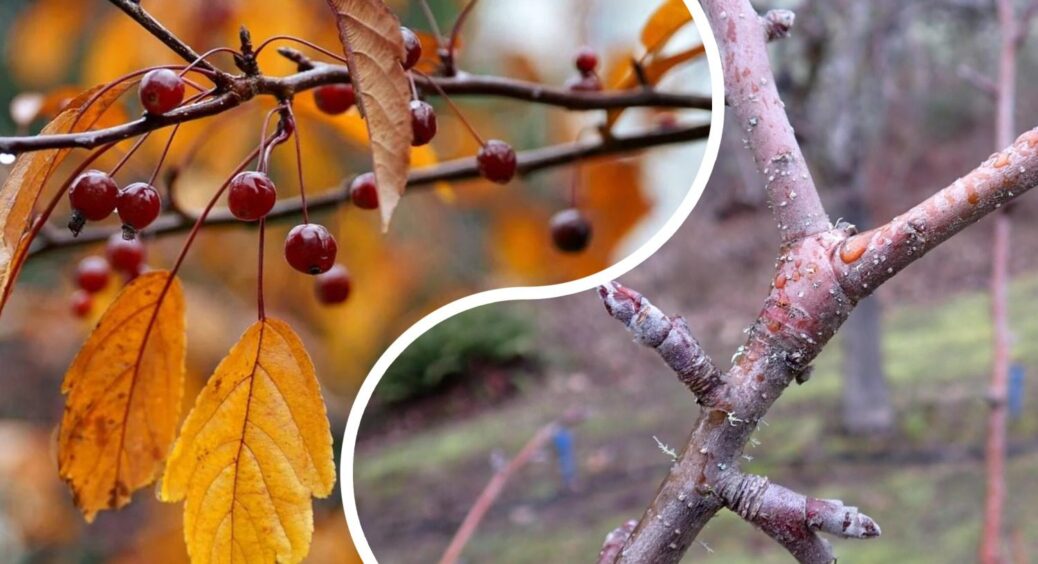 Боїтесь заходити до саду взимку з секатором? А я переконалася: грудень — ідеальний час для санітарної чистки 