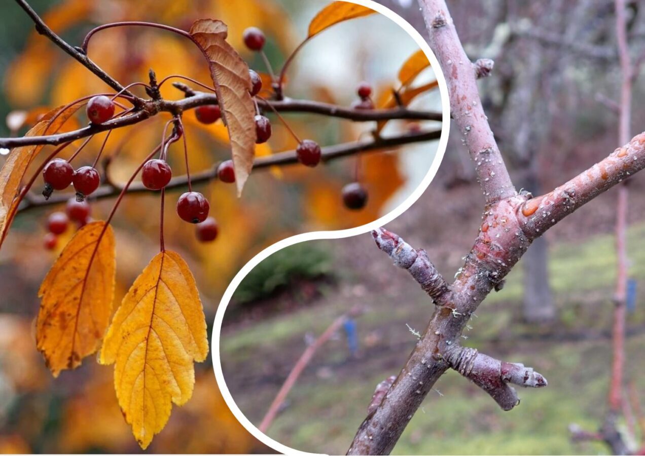 Садівники розповіли, чи варто обрізати вишні восени