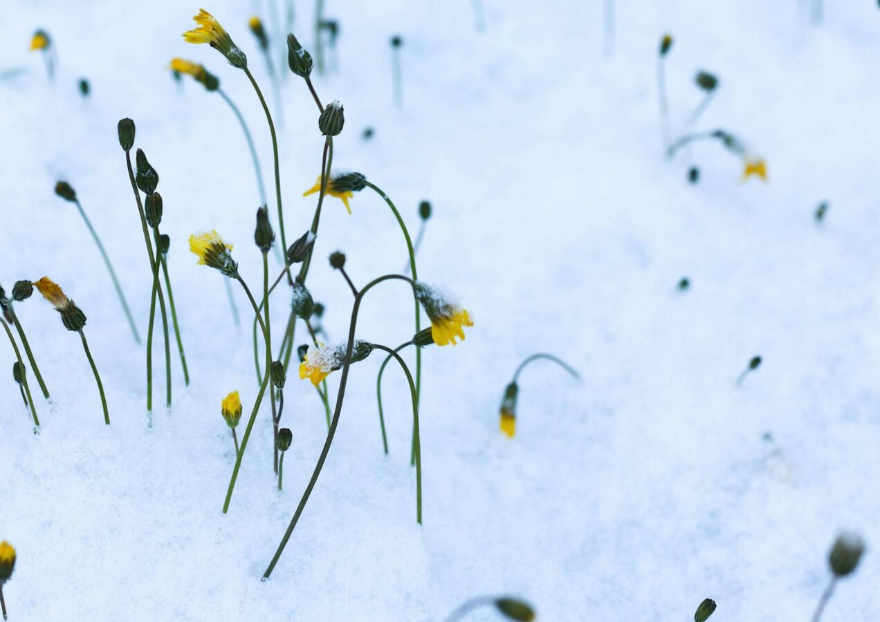 Садівники назвали квіти, які цвітуть до заморозків