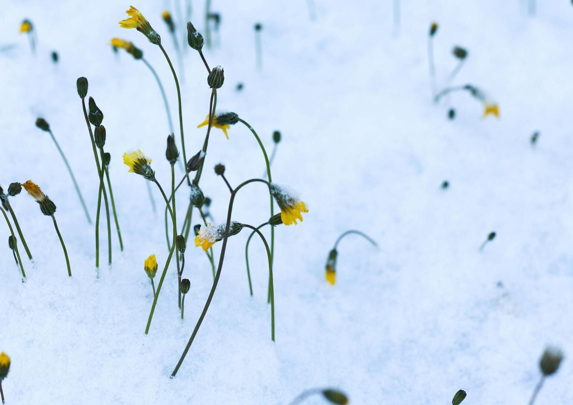 Садівники назвали квіти, які цвітуть до заморозків