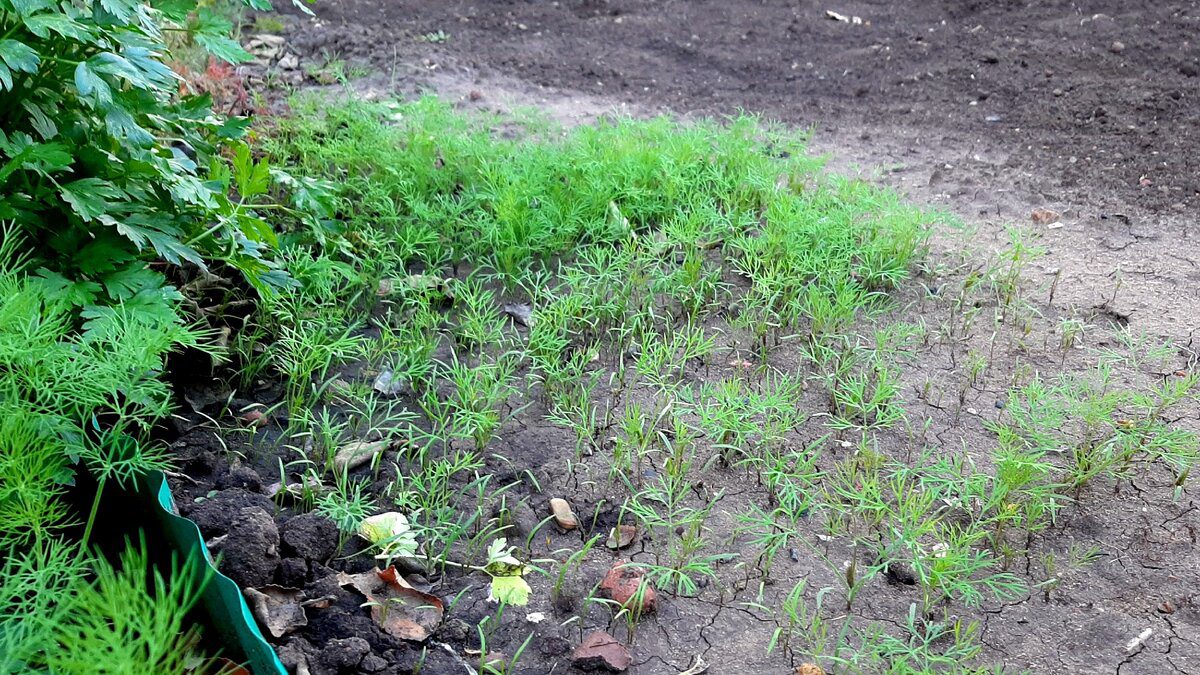 Городники порадили правильні способи посадки кропу на зелень для кращого та соковитішого врожаю