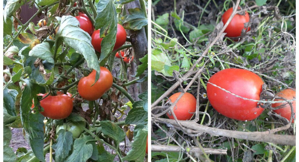 Цей томат сію з 1 вересня завжди і буду сіяти. 1 сорт помідорів, який дає багатий врожай на осінь 