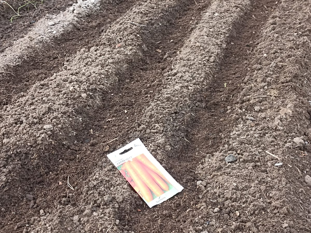 Городники розповіли про переваги посіву моркви під зиму та результати такого експерименту