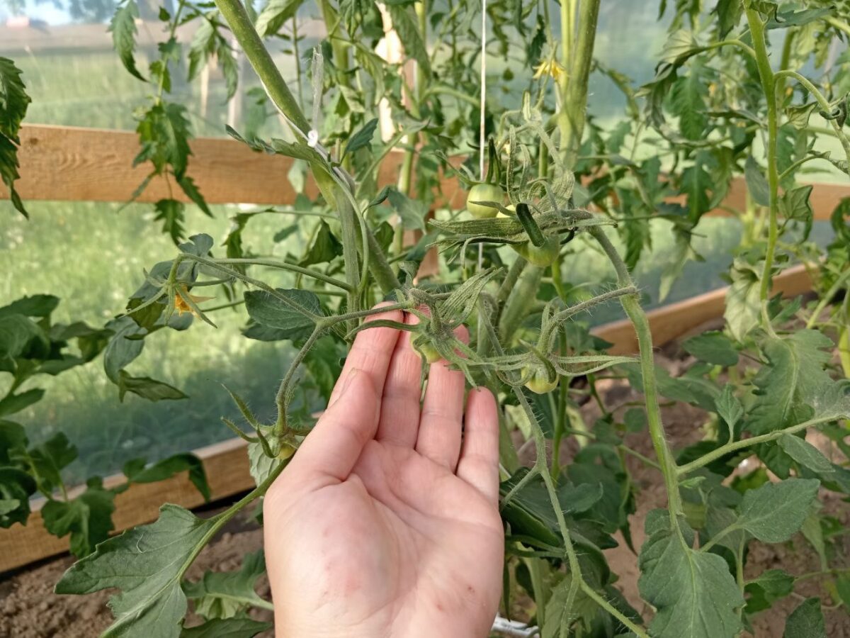 Городники розповіли, яка спеція допоможе очистити город від фітофтори 