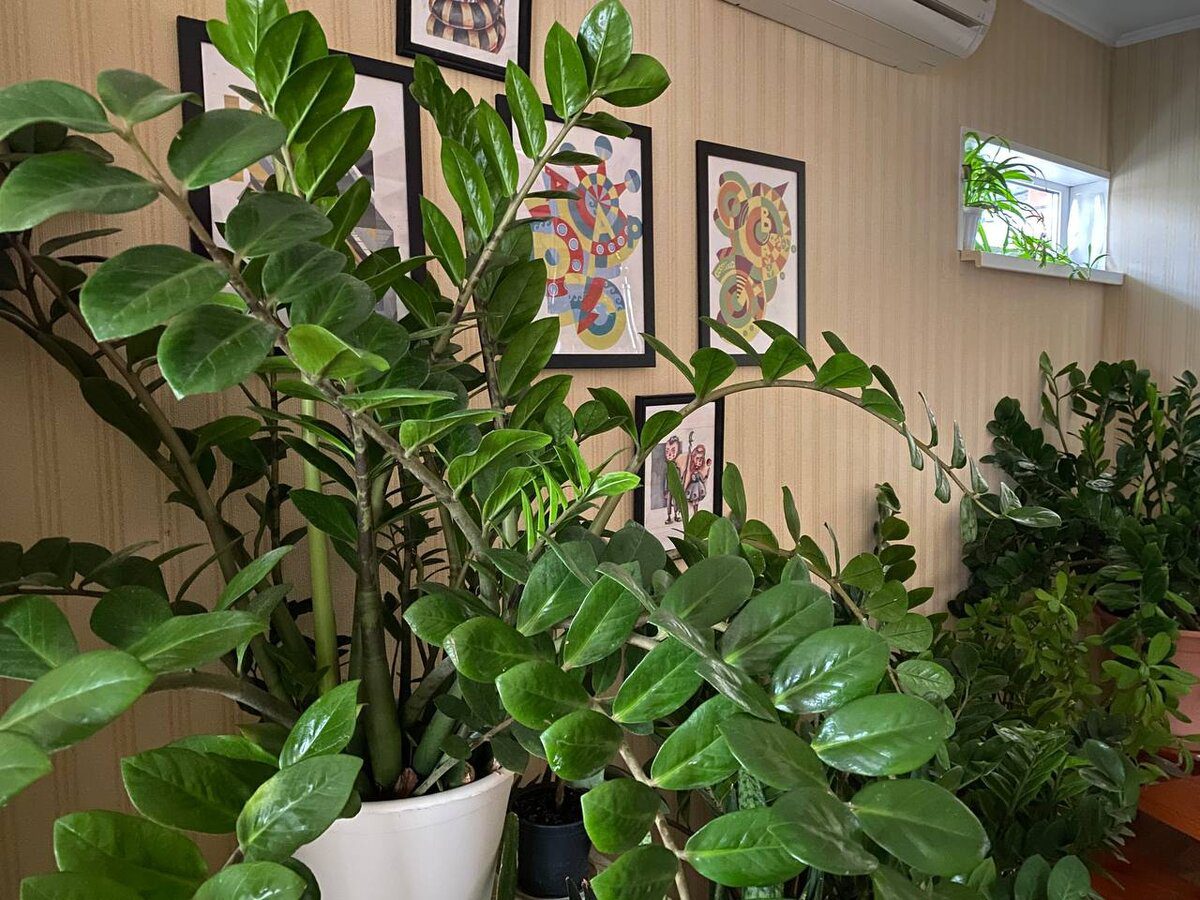 Експерти розповіли, яке добриво найкраще допоможе покращити цвітіння заміокулькаса