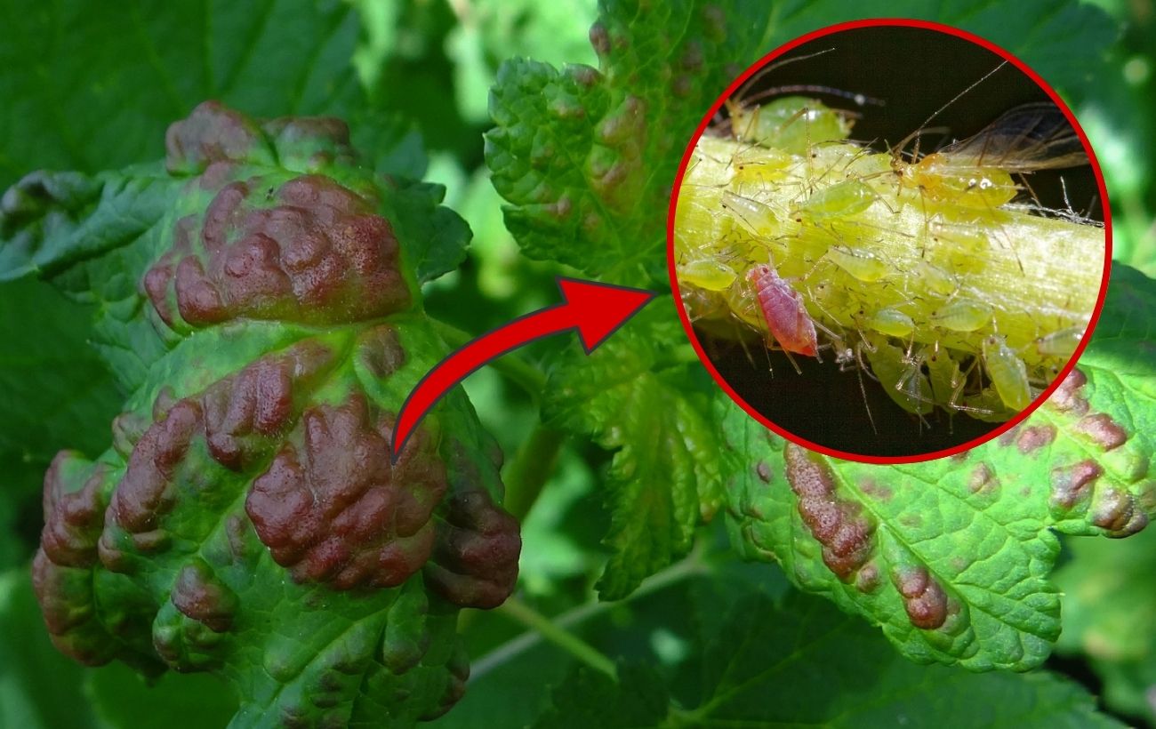 Як позбутись від попелиці на смородині